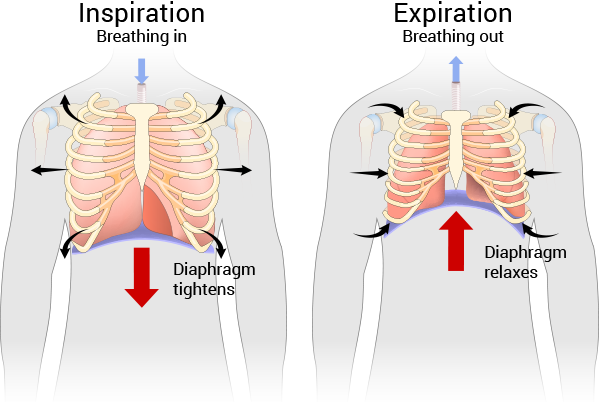 Support Healthy Lungs and Respiratory System with Lung Support